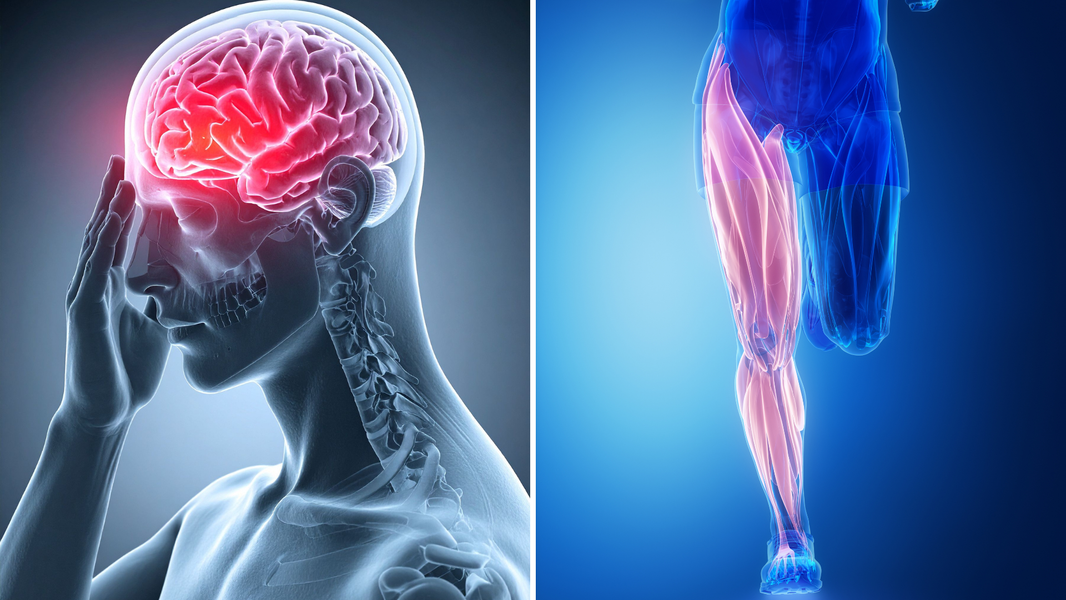 NAD+ & Creatine — The hidden energy partnership